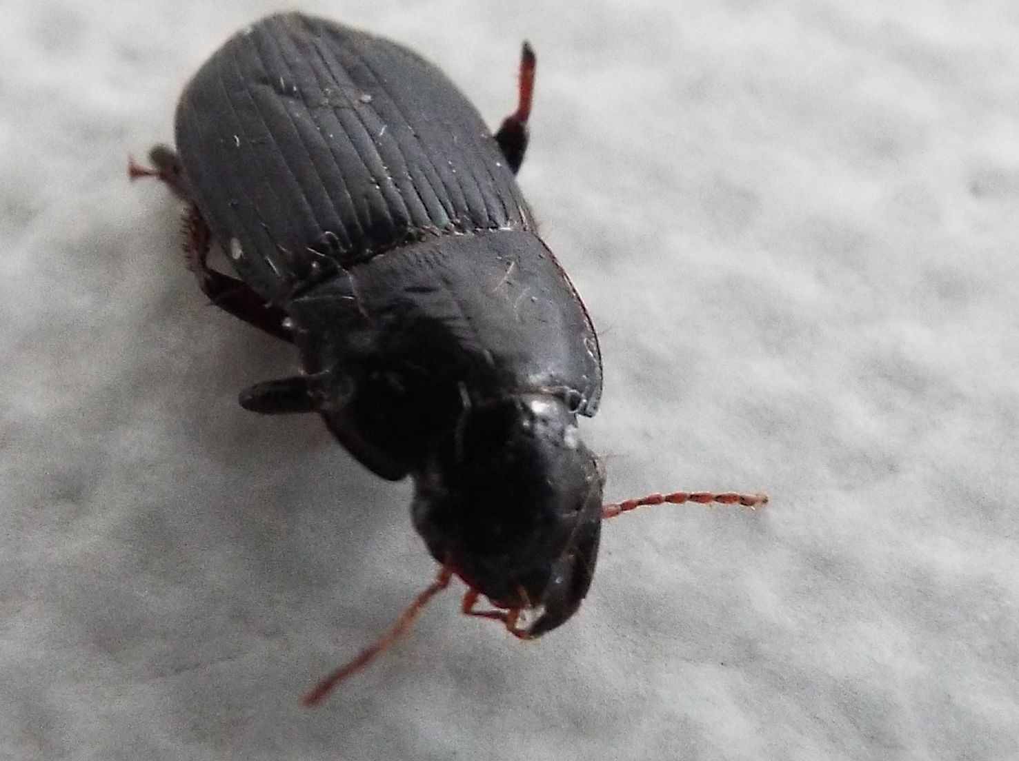 Harpalus cf. tardus - Carabidae